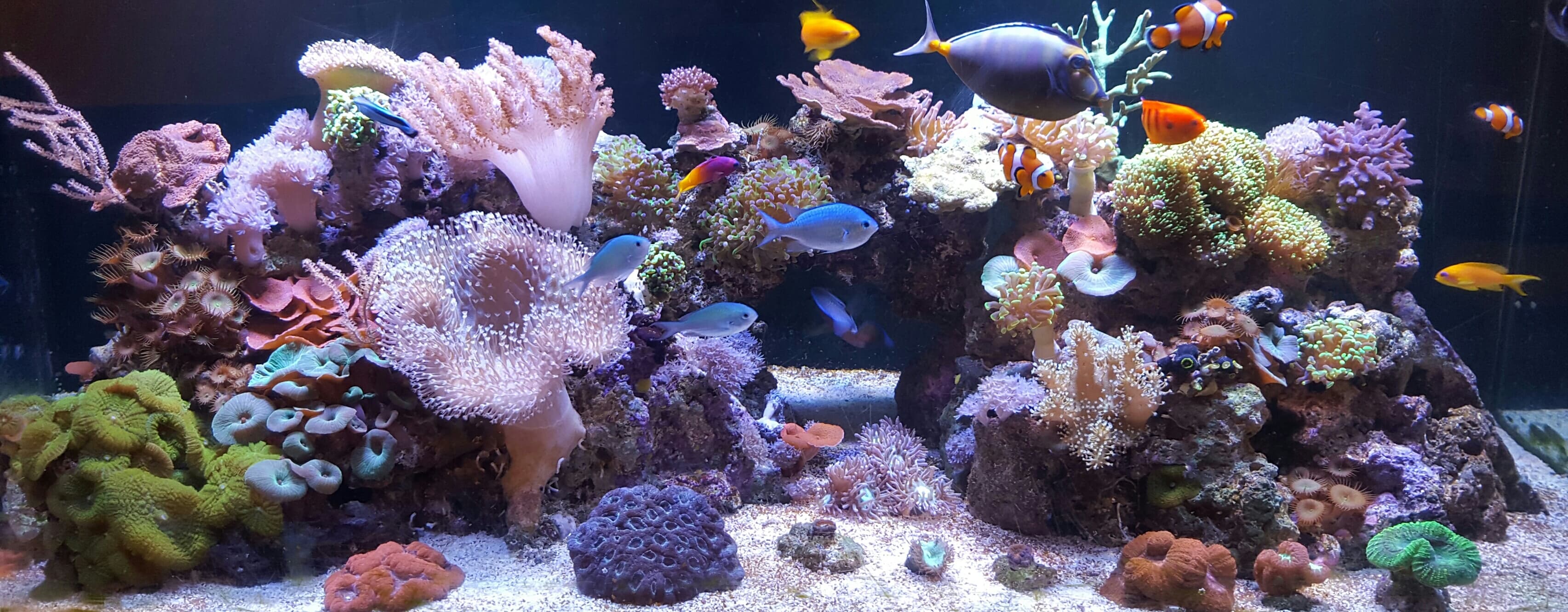 http://blog.warehouse-aquatics.co.uk/wp-content/uploads/2015/03/D-SHARMA-TANK-min.jpg