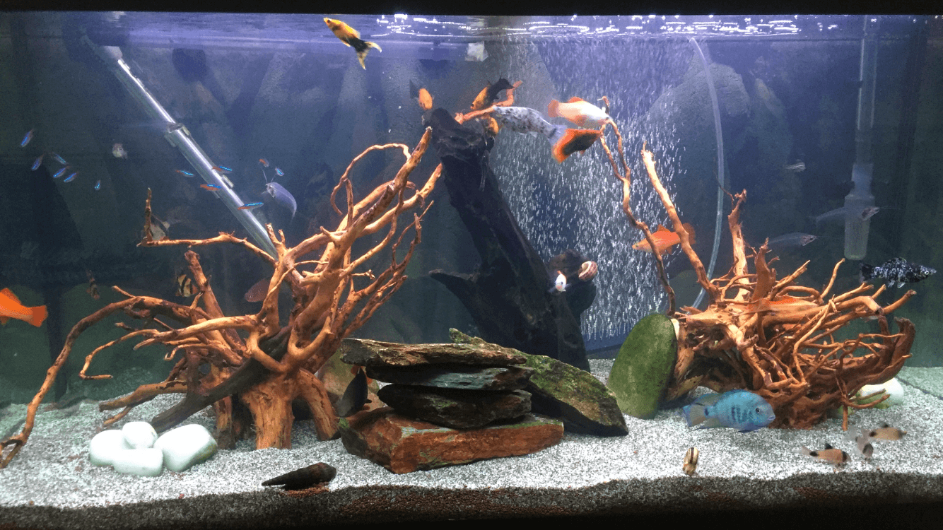 Matthew Griffiths Tank