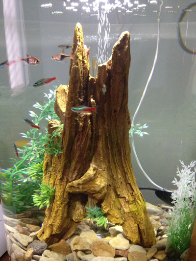 http://blog.warehouse-aquatics.co.uk/wp-content/uploads/2015/03/SHARON-BARNES-TANKR.jpg