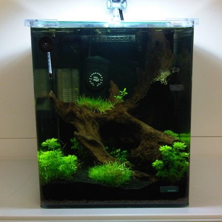 How to set up a Nano Aquarium