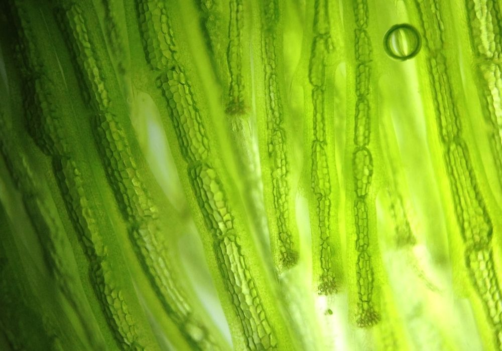 Avoid algae growth | Fish tank lights | Warehouse Aquatics | Middlewich