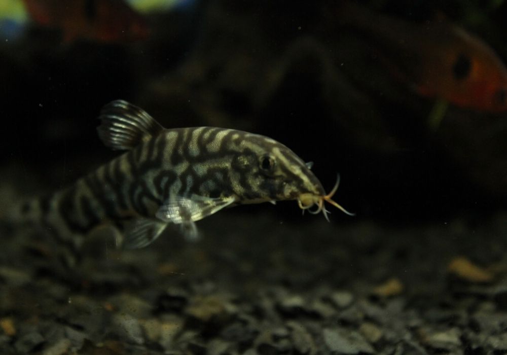 Don't keep fish in the dark | Fish tank lights | Warehouse Aquatics | Middlewich
