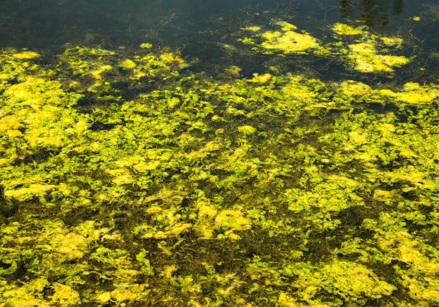 How to look after pond fish Pond pump & filter tips Warehouse Aquatics