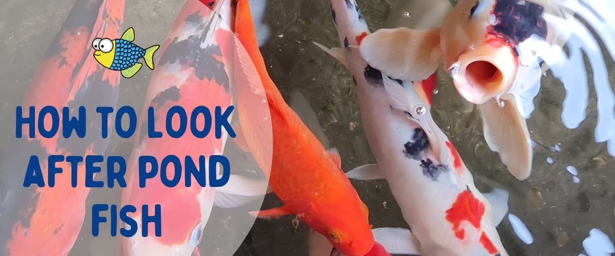 How to look after pond fish | Warehouse Aquatics | Middlewich