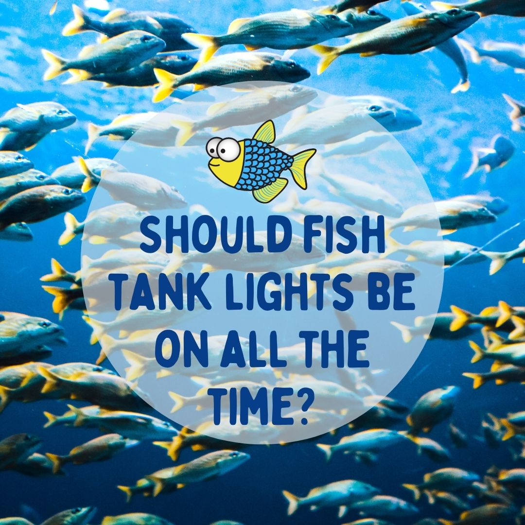 Should fish tank lights be on all the time? Warehouse Aquatics