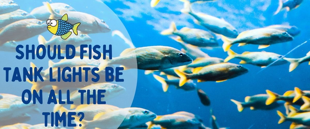 Should fish tank lights be on all the time? | Warehouse Aquatics | Middlewich