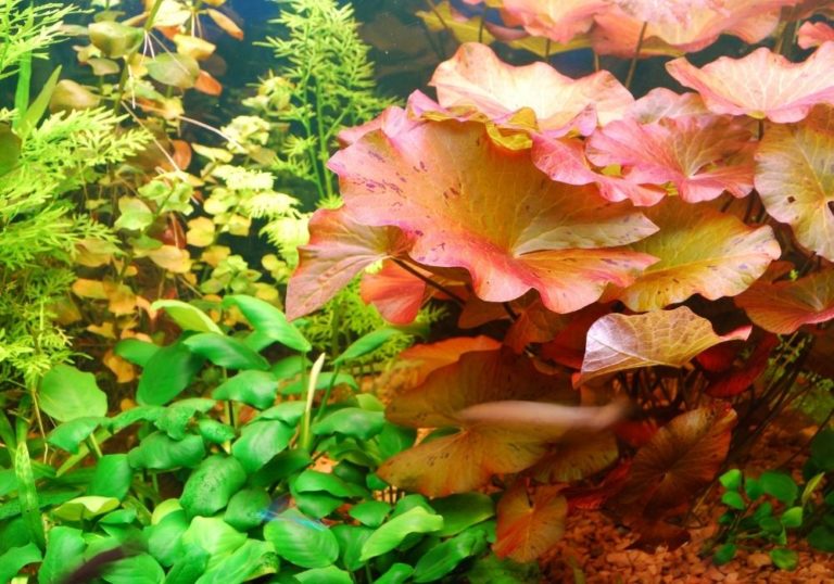 Turn your fish tank light on for your plants, too | Fish tank lights | Warehouse Aquatics | Middlewich