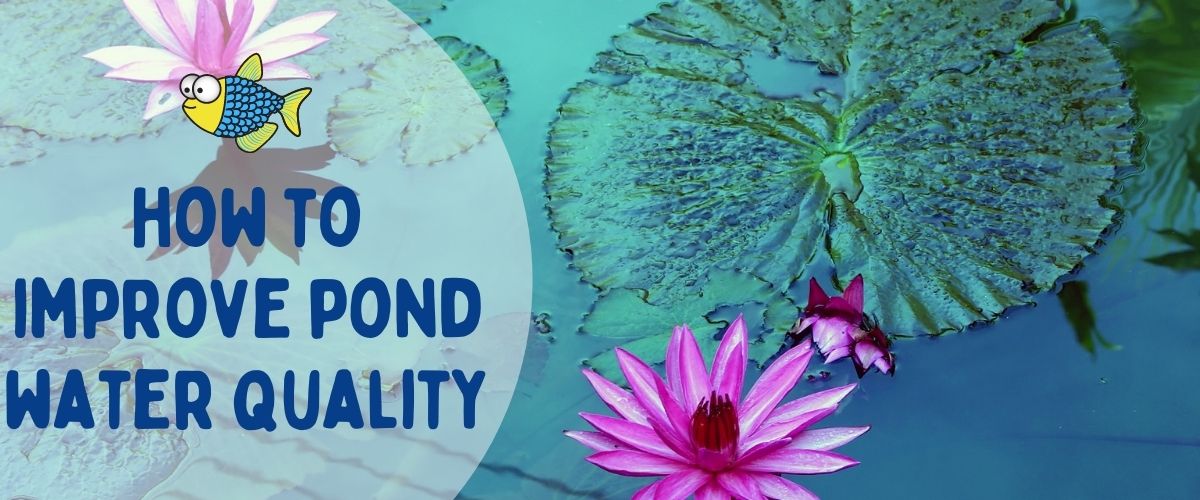 How to improve pond water quality | Warehouse Aquatics | Middlewich