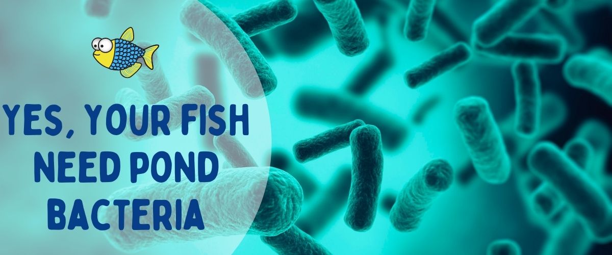 Yes. your fish need pond bacteria | Warehouse Aquatics | Middlewich