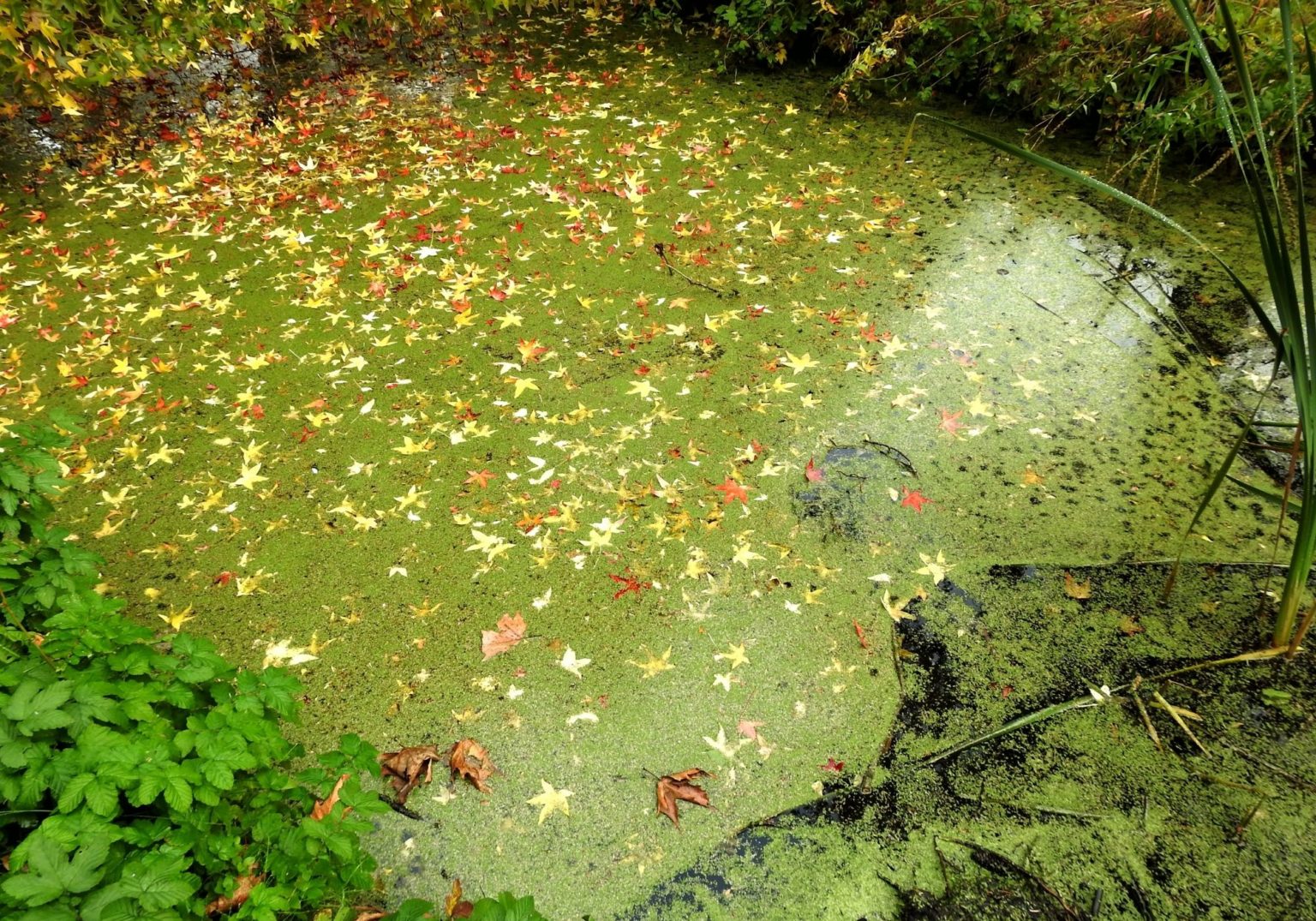 How to get rid of green algae and blanket weed Warehouse Aquatics