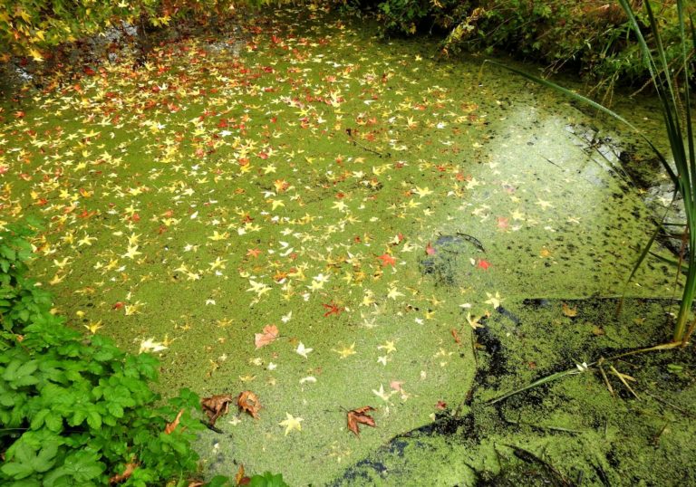How to get rid of green algae and blanket weed Warehouse Aquatics