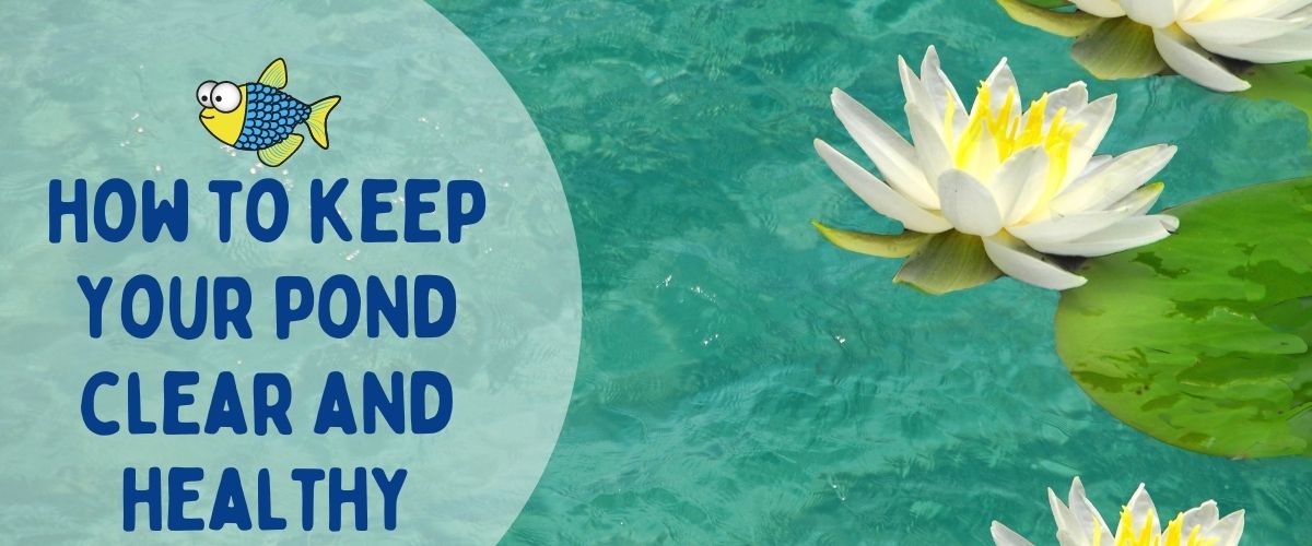 How to keep your pond clear and healthy | Warehouse Aquatics | Middlewich