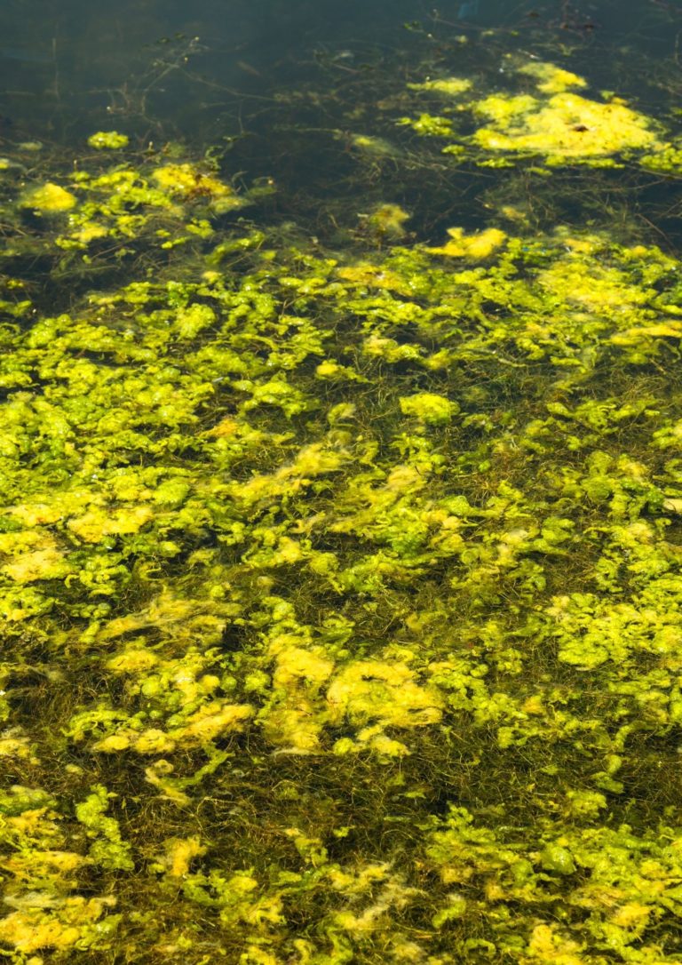 How to get rid of green algae and blanket weed Warehouse Aquatics