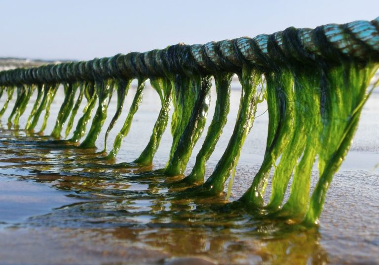 How to get rid of green algae and blanket weed Warehouse Aquatics