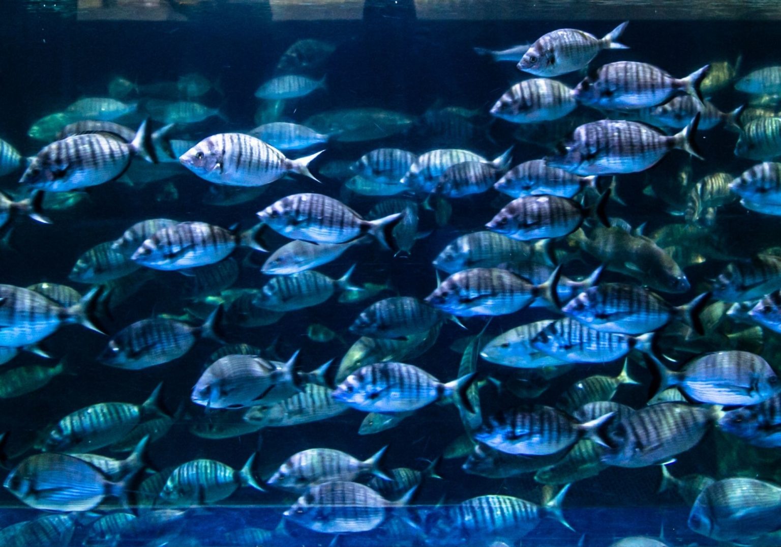 What size fish tank do you need? Warehouse Aquatics