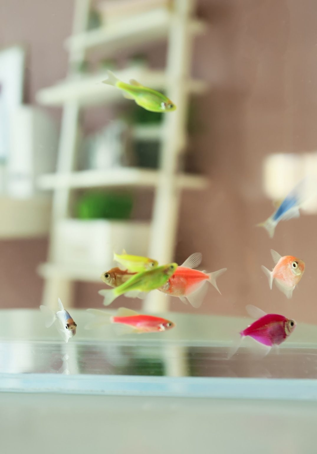 What size fish tank do you need? Warehouse Aquatics