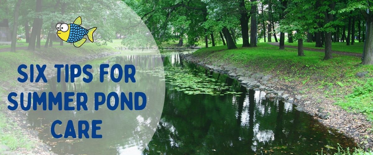 Six tips for summer pond care | Warehouse Aquatics | Middlewich