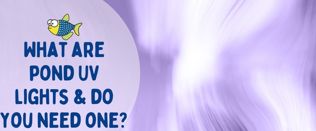 What are pond UV lights and do you need one | Warehouse Aquatics | Middlewich