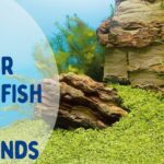 Our four favourite fish tank backgrounds | Warehouse Aquatics