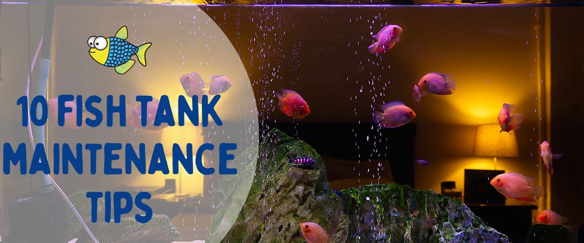 10 fish tank maintenance tips | Warehouse Aquatics | Middlewich