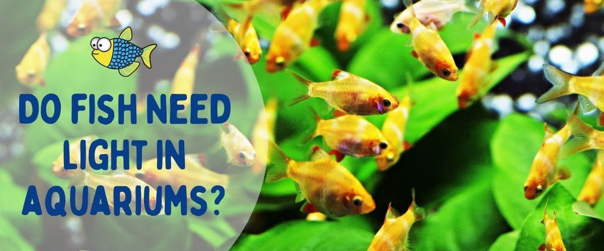 Do fish need light in aquariums? | Warehouse Aquatics | Middlewich