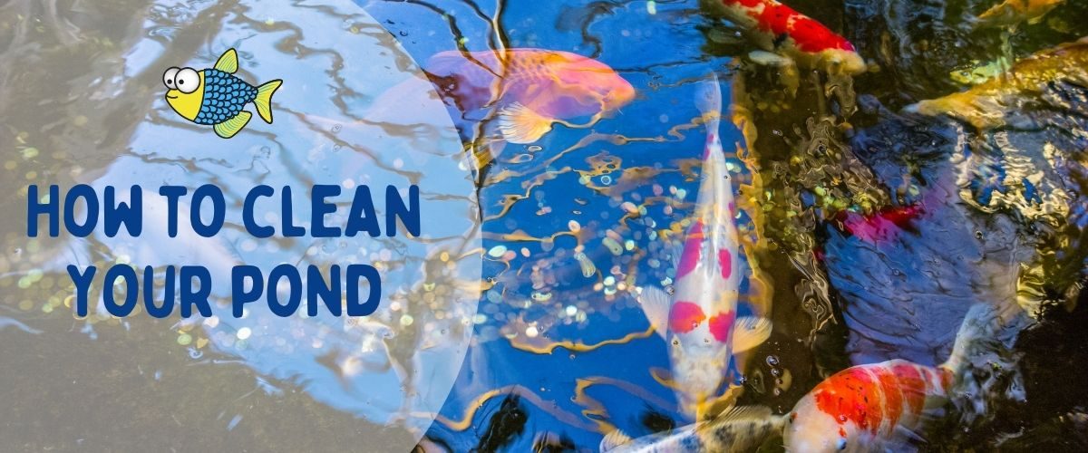 How to clean your pond | Warehouse Aquatics | Middlewich