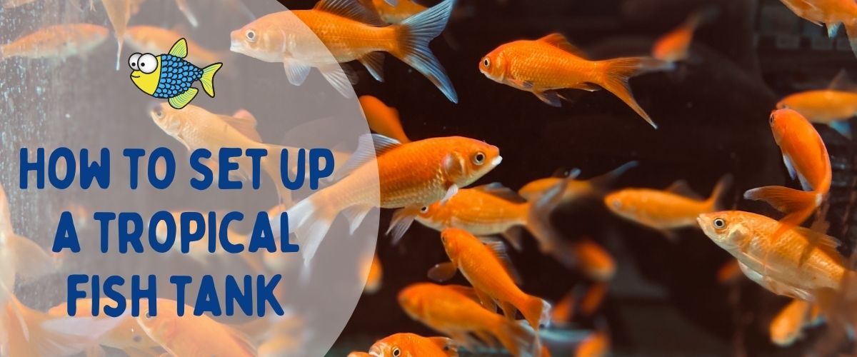 How to set up a tropical fish tank | Warehouse Aquatics | Middlewich