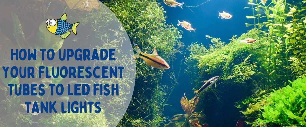 How to upgrade your fluorescent tubes to LED fish tank lights | Warehouse Aquatics | Middlewich