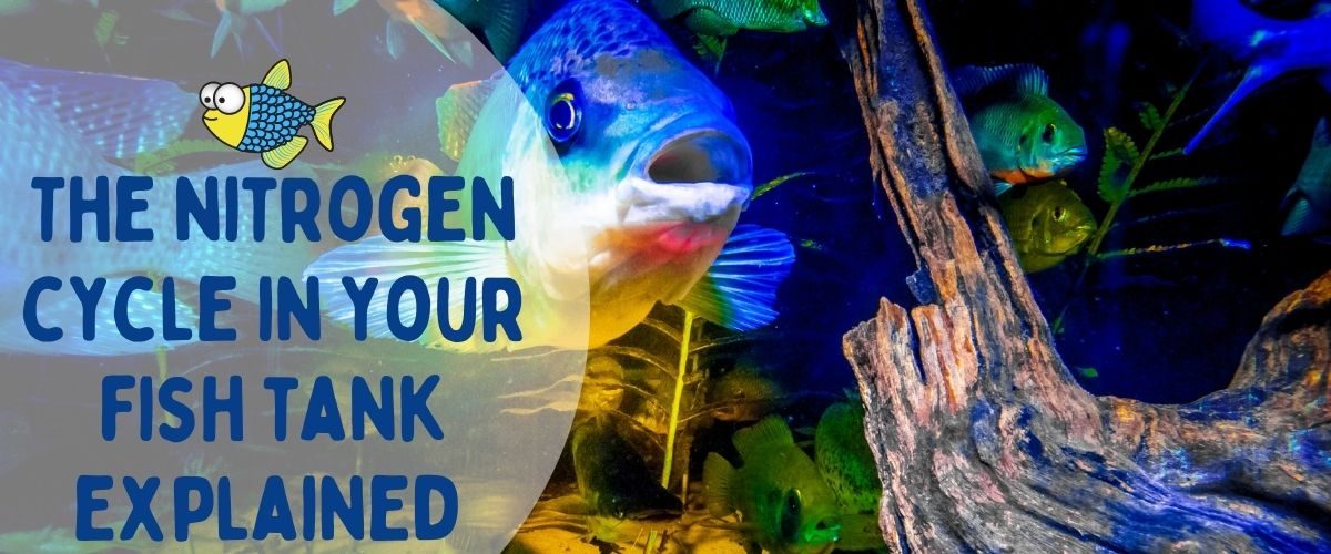 The nitrogen cycle in your fish tank explained | Warehouse Aquatics | Middlewich