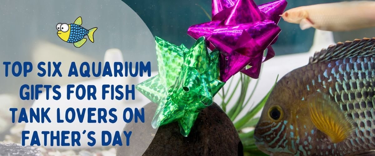 Top six aquarium gifts for fish tank lovers on Father's Day | Warehouse Aquatics | Middlewich