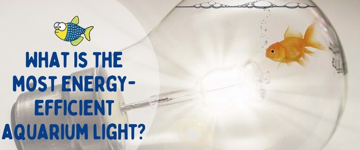 What is the most energy-efficient aquarium light | Warehouse Aquatics | Middlewich