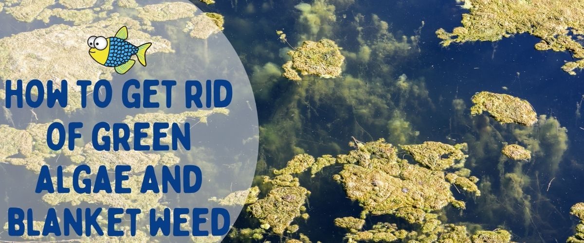 How to get rid of green algae and blanket weed | Warehouse Aquatics | Middlewich