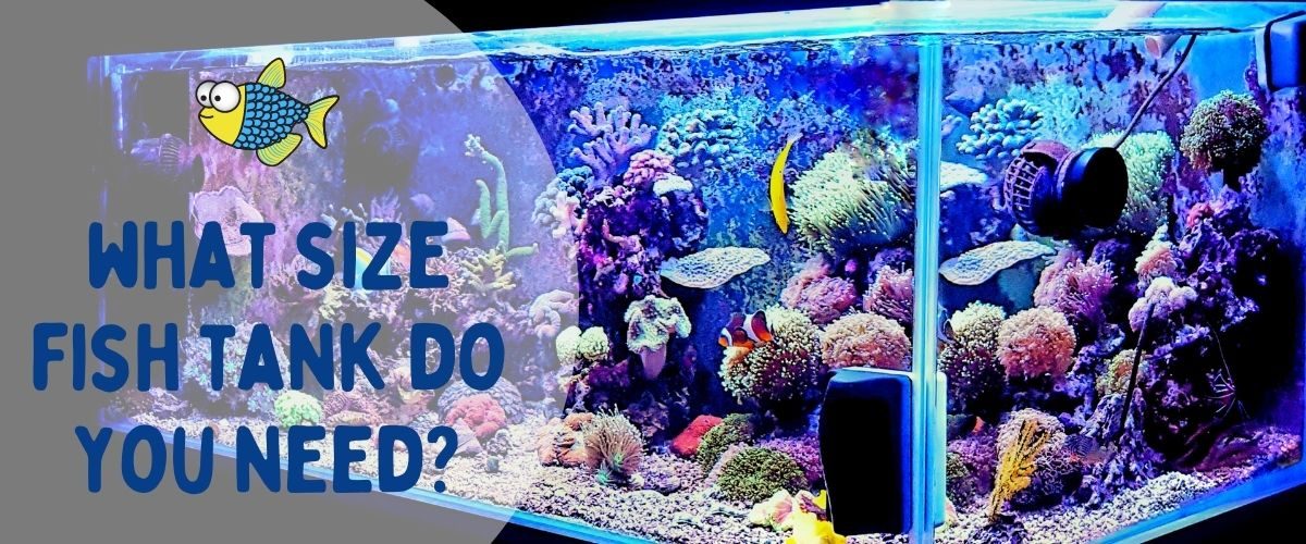 What size fish tank do you need? | Warehouse Aquatics | Middlewich